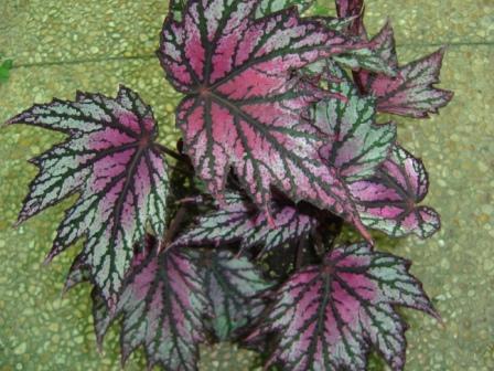 B. ‘Herzegovine’
